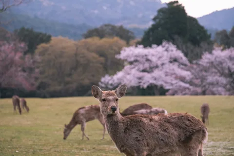 Nara Deer Park Nara Deer Park