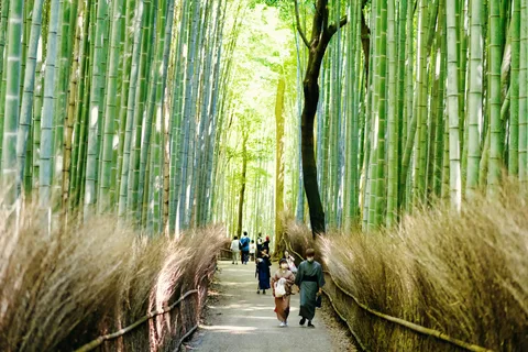 Arashiyama Bamboo Grove, Kyoto Arashiyama Bamboo Grove, Kyoto