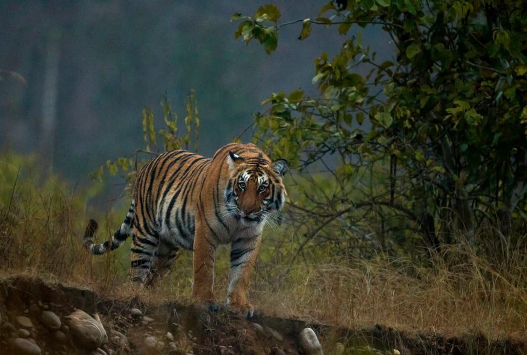 Jim Corbett National Park: Tiger Country