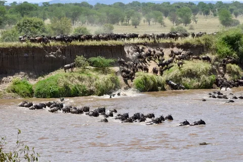 Great Migration Kenya | Safari Sutra Holidays Wildebeest crossing the Mara River during the Great Migration — Kenya safari packages from India | Safari Sutra