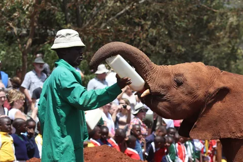The David Sheldrick Wildlife Trust, Nairobi The David Sheldrick Wildlife Trust, Nairobi