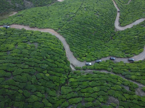Munnar Tea Estates Munnar Tea Estates