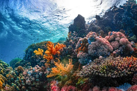 Lakshadweep Reef Snorkelling | Safari Sutra Holidays Snorkelling in Lakshadweep coral reef — Lakshadweep tour package | Safari Sutra Holidays