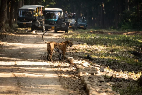 Jeep Safari in Madhya Pradesh Tiger Reserve | Safari Sutra Holidays Jeep safari through tiger reserve in Madhya Pradesh — Kanha Bandhavgarh wildlife tour | Safari Sutra