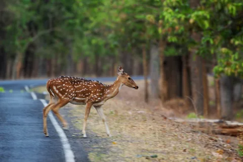 Kanha National Park Kanha National Park