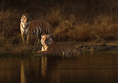 Bandhavgarh National Park Bandhavgarh National Park
