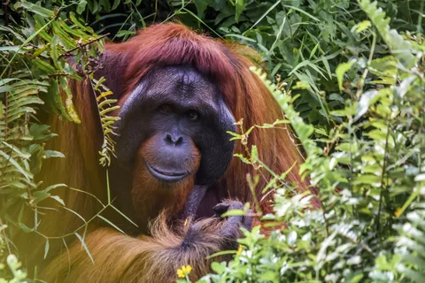 Borneo Wildlife Safari Malaysia | Safari Sutra Holidays Wild orangutan in Borneo rainforest — Malaysia Borneo wildlife tour packages for Indian travellers | Safari Sutra