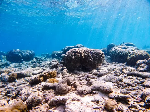 Maldives Snorkelling & Reef Experiences | Safari Sutra Holidays Snorkelling over vibrant coral reef in the Maldives — Indian Ocean marine life | Safari Sutra