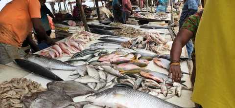Malé Fish Market Malé Fish Market