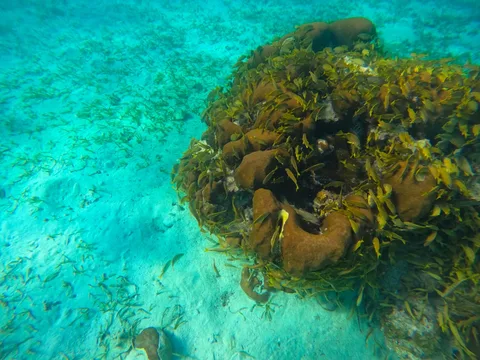Banana Reef Banana Reef