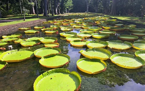 Pamplemousses Botanical Garden Pamplemousses Botanical Garden