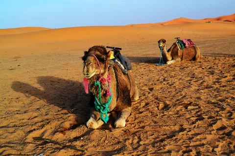 Sahara Desert Camel Trek Morocco | Safari Sutra Holidays Camel trek across Sahara dunes at sunset — Erg Chebbi Morocco desert tour | Safari Sutra Holidays