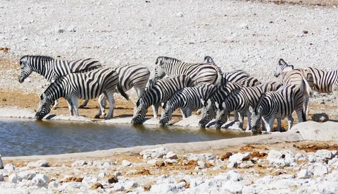 Etosha National Park Safari | Safari Sutra Holidays Elephant herd at Etosha National Park waterhole, Namibia wildlife safari | Safari Sutra Holidays