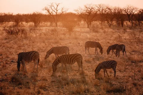 Etosha National Park Etosha National Park