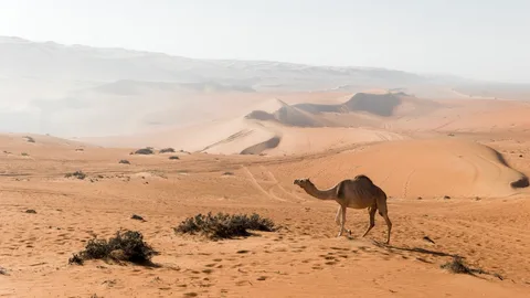 Wahiba Sands (Sharqiyah Sands) Wahiba Sands (Sharqiyah Sands)
