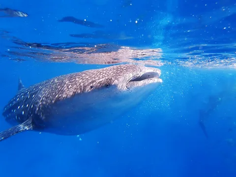 Oslob Whale Sharks, Cebu Oslob Whale Sharks, Cebu