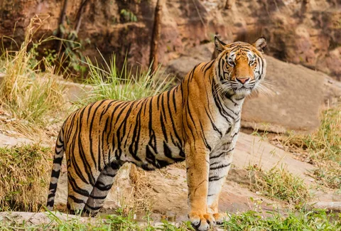 Ranthambore Tiger Safari | Safari Sutra Holidays Jeep safari at Ranthambore National Park — Rajasthan wildlife tour | Safari Sutra"