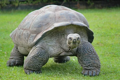Giant Tortoise Encounter in Seychelles | Safari Sutra Holidays Giant Aldabra tortoise roaming free on Curieuse Island Seychelles — wildlife encounter for Indian travellers