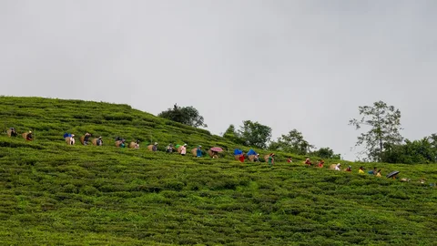 Temi Tea Garden Temi Tea Garden