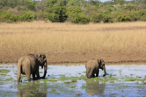 Yala National Park Yala National Park