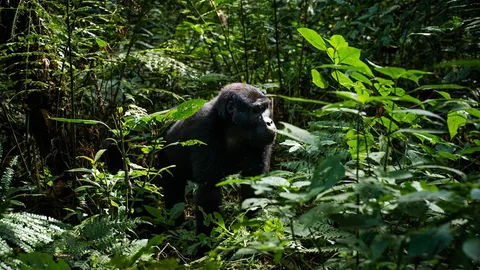 Gorilla Trekking in Bwindi Forest Uganda | Safari Sutra Holidays Gorilla trekking in Bwindi Impenetrable Forest Uganda — safari tour packages from India | Safari Sutra