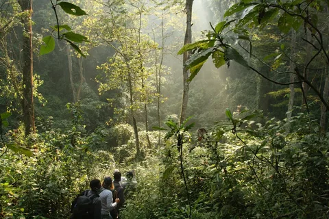 Bwindi Impenetrable National Park Bwindi Impenetrable National Park