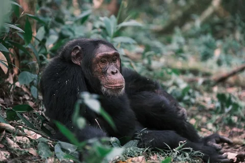 Kibale National Park Kibale National Park