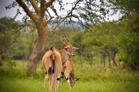 Lake Mburo National Park Lake Mburo National Park