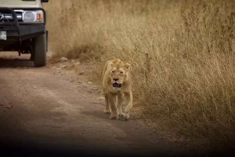 Walking Safari South Luangwa Zambia | Safari Sutra Holidays Expert guide leading a walking safari in South Luangwa Zambia — Safari Sutra Holidays