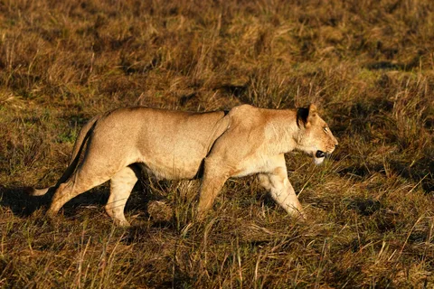 Kafue National Park Kafue National Park