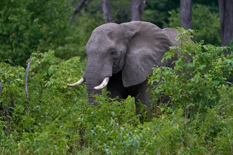 Lower Zambezi National Park Lower Zambezi National Park