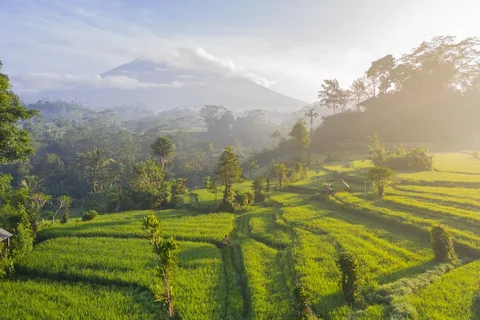 Bali Through the Lens: East Coast, Waterfalls & UNESCO Rice Fields | Safari Sutra Holidays Jatiluwih UNESCO rice terraces Bali — sweeping green paddy terraces in morning mist, photography tour India