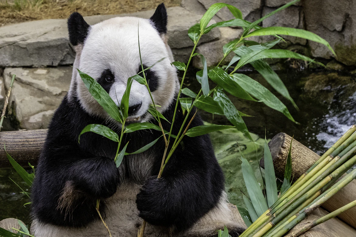 Giant panda eating bamboo at Chengdu Research Base — China family tour from India
