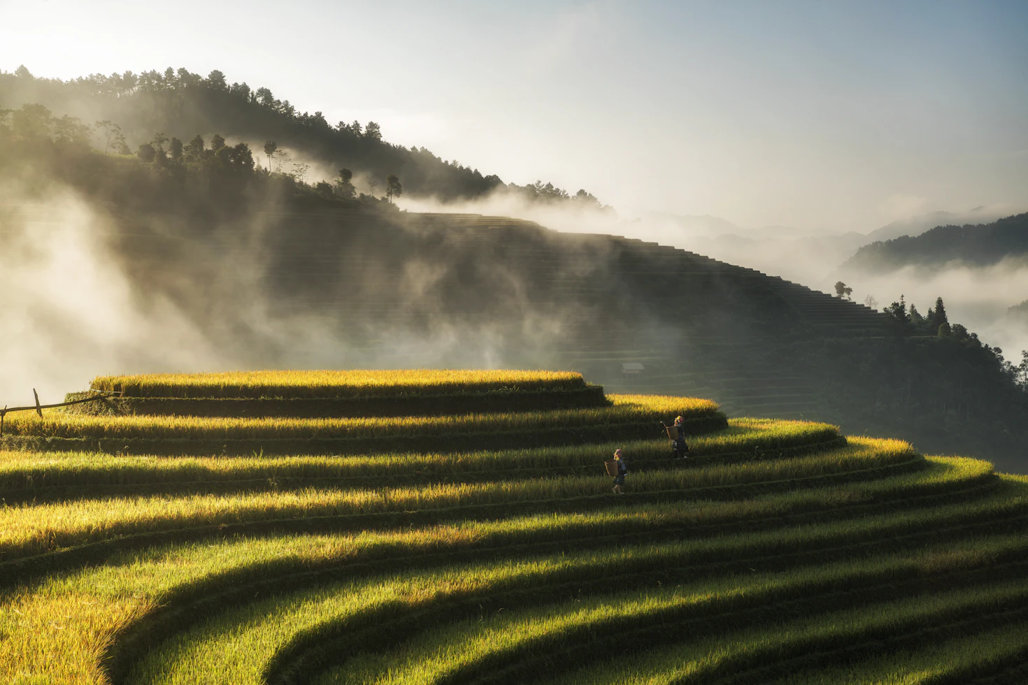 Longji Dragon Backbone Rice Terraces at sunrise with mist — China photography tour from India