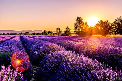 Slow France: Provence Lavender Fields & Riviera Spa Retreat | Safari Sutra Holidays Rows of blooming lavender in Provence at sunset — France wellness retreat package