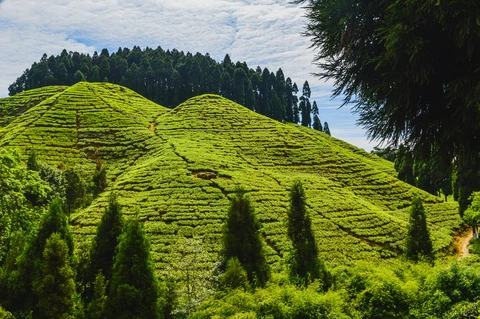 A vibrant Darjeeling tea estate, with perfectly manicured tea bushes covering the rolling hills under a bright blue sky