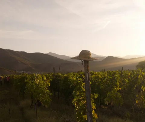 Rtveli: The Georgian Grape Harvest Special | Safari Sutra Holidays Grape harvest in a Kakheti vineyard during Rtveli on a Georgia wine tour package