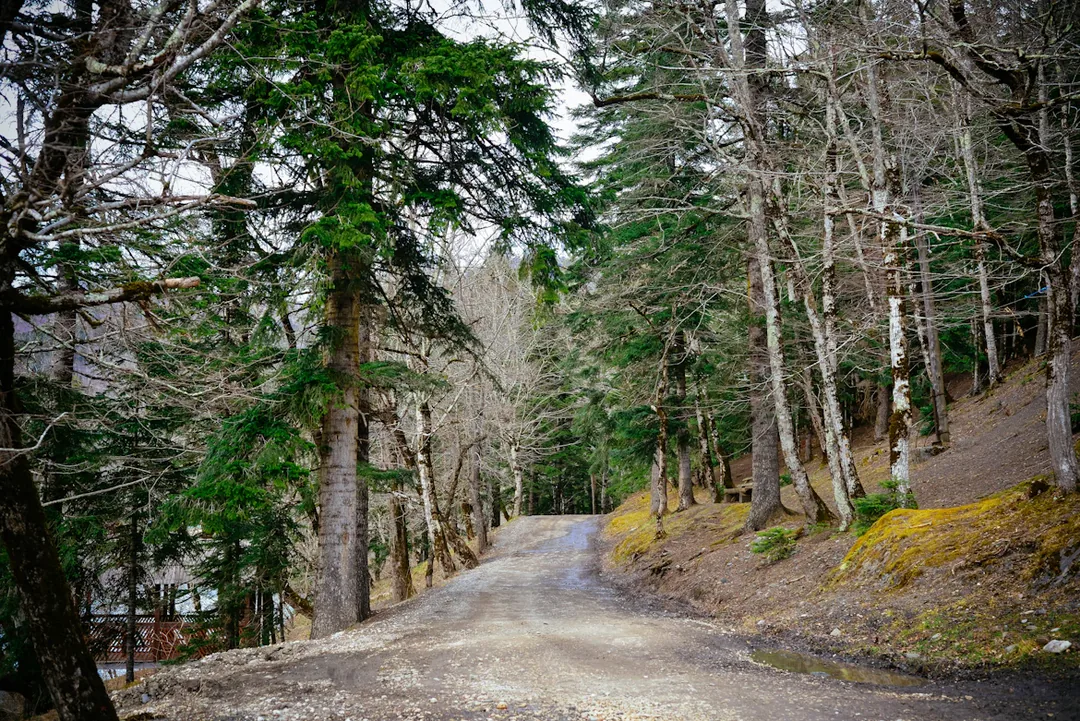 Dharamshala & Dalhousie Honeymoon Escape — Tibetan Lanes, Colonial Ridges & Mountain Mornings gallery 05