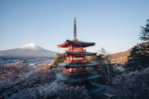 Japan in Full Bloom: Cherry Blossom Special | Safari Sutra Holidays Chureito Pagoda Mount Fuji cherry blossom Japan spring — sakura tour package from India Safari Sutra
