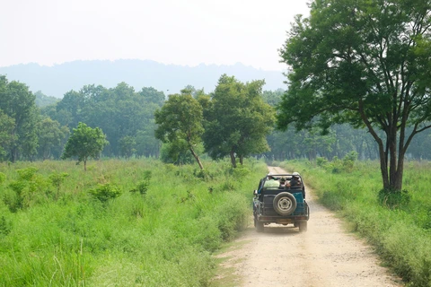 Jungle Safari in Jim Corbett National Park A safari jeep drives down a dirt track through the lush green grasslands and forests of Jim Corbett National Park in Uttarakhand