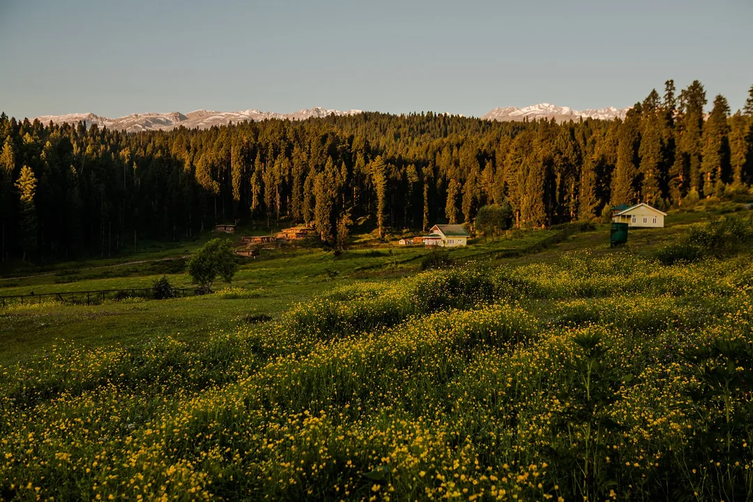 Kashmir Through a Lens: Eight Nights Across Dal Lake, Gurez & the High Meadows gallery 06