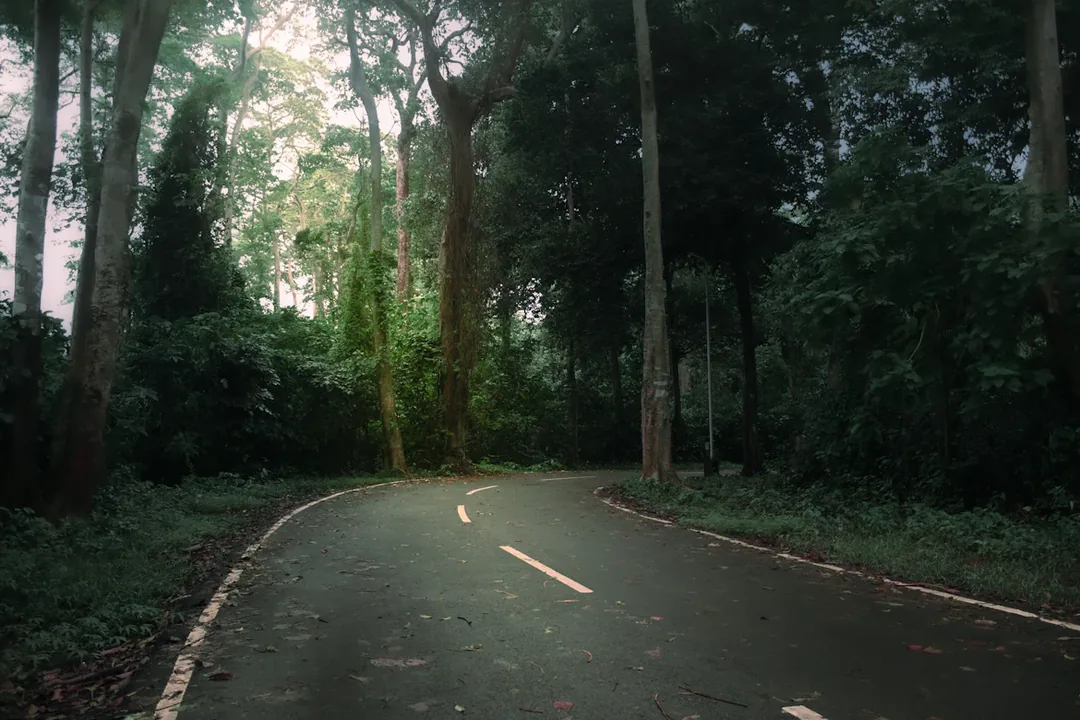 Kerala Monsoon Wellness: Ayurveda, Waterfalls & the Season That Turns Everything Green gallery 05
