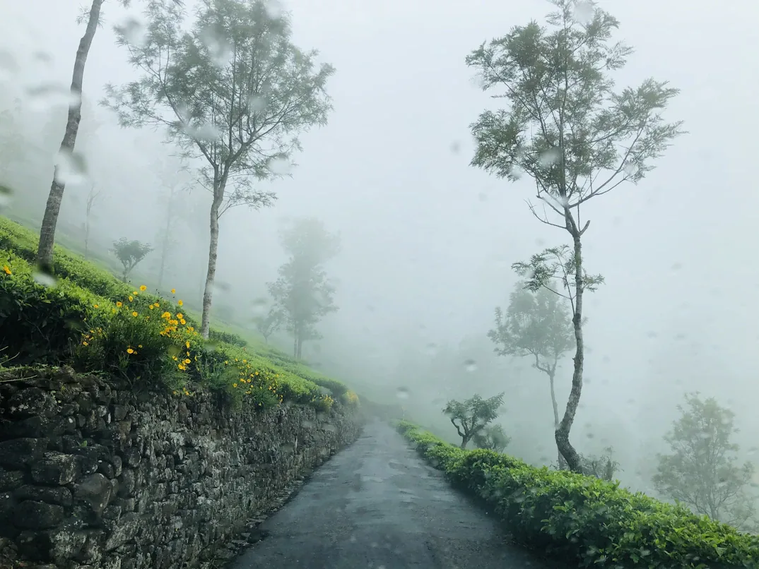 Kerala Monsoon Wellness: Ayurveda, Waterfalls & the Season That Turns Everything Green gallery 06