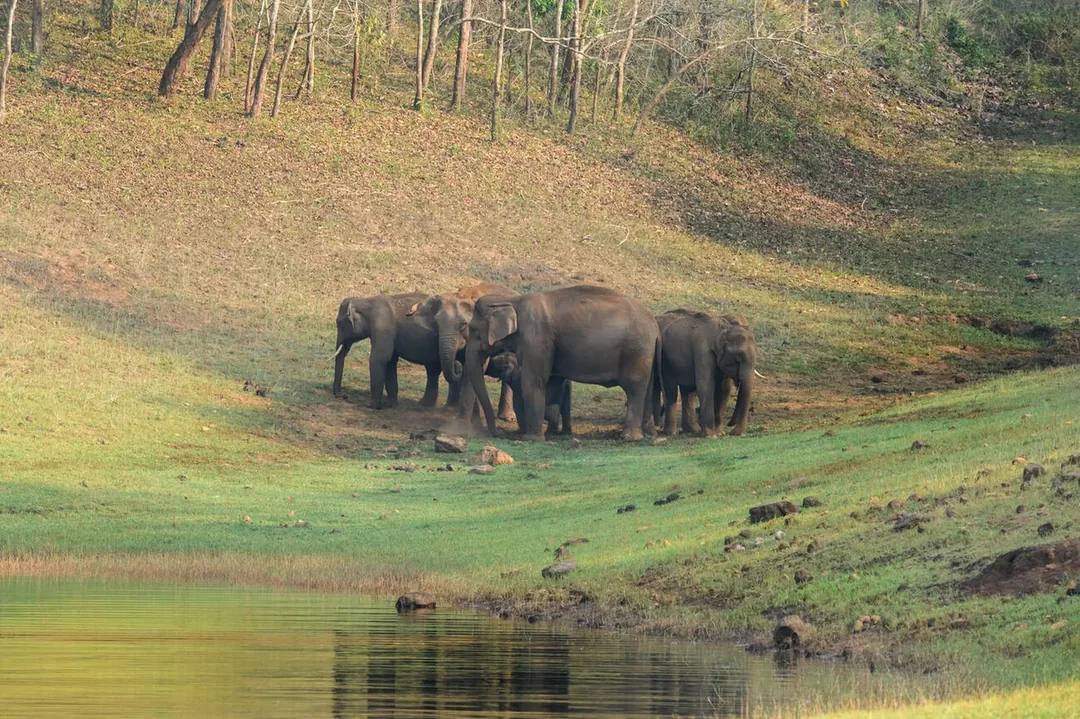 Kerala Family Escape: Backwaters, Wildlife & Beach gallery 01