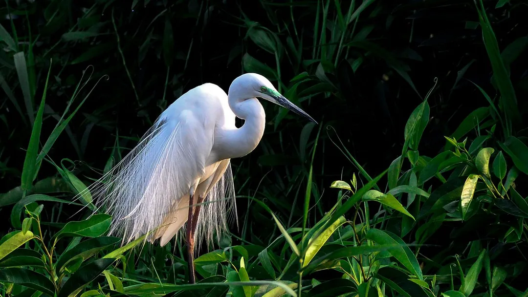 Kerala Through the Lens: A Photography Expedition Across God's Own Country gallery 01