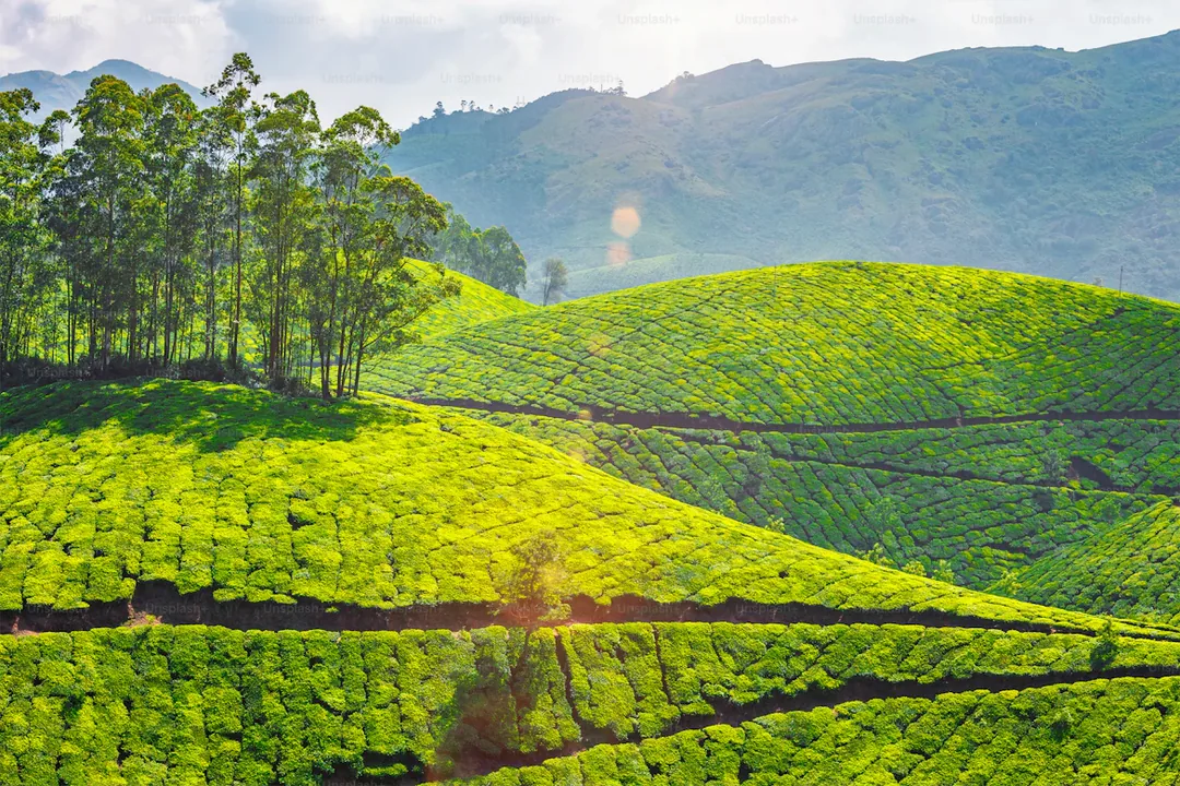 Kerala Through the Lens: A Photography Expedition Across God's Own Country gallery 06