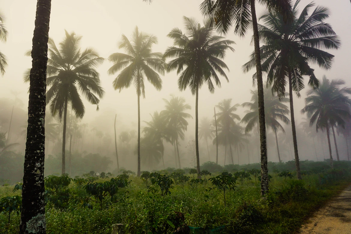 Wayanad forest in morning mist — Kerala photography tour package from India
