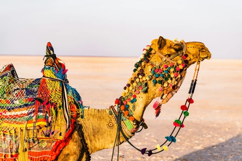 Decorated Camel at the Great Rann of Kutch, Gujarat A camel adorned with colorful, traditional Kutchi textiles and tassels, standing on the vast white salt desert of the Rann of Kutch