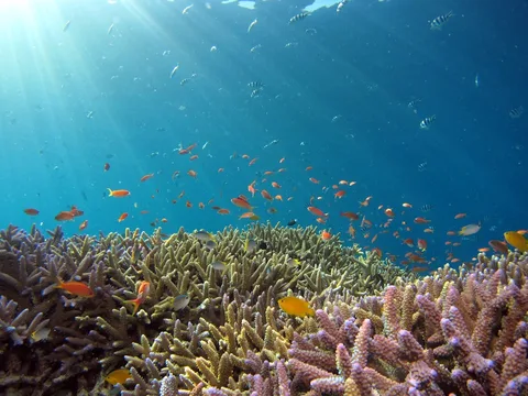 Lakshadweep Through the Lens | Safari Sutra Holidays Underwater coral reef photography at Lakshadweep — photography tour package India | Safari Sutra