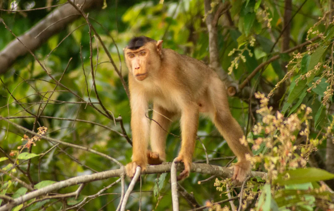 Malaysia Through the Lens: Cameron Highlands, Penang & Sabah Photography Circuit gallery 01